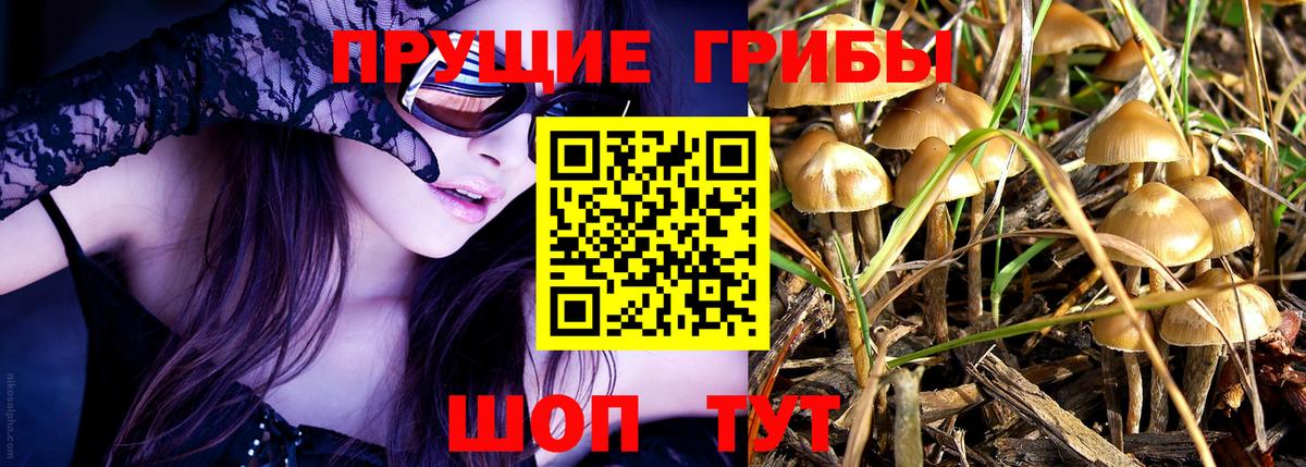 Псилоцибиновые грибы Psilocybe  Вход с VPN  Кинешма 